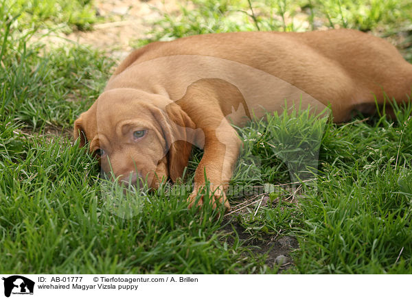 wirehaired Magyar Vizsla puppy / AB-01777