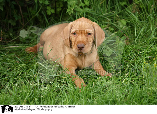 wirehaired Magyar Vizsla puppy / AB-01781