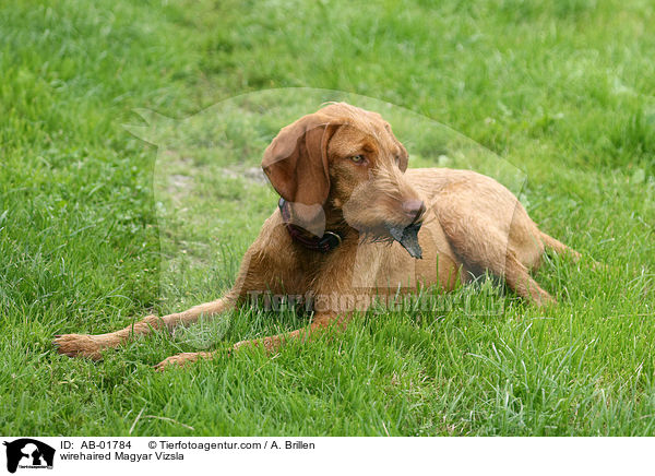 Drahthaarvizsla / wirehaired Magyar Vizsla / AB-01784