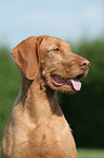 wirehaired Magyar Vizsla