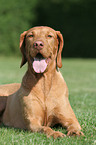 wirehaired Magyar Vizsla