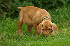 wirehaired Magyar Vizsla puppy