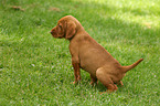 urinating wirehaired Magyar Vizsla puppy