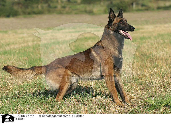 Malinois in Aktion / action / RR-05714
