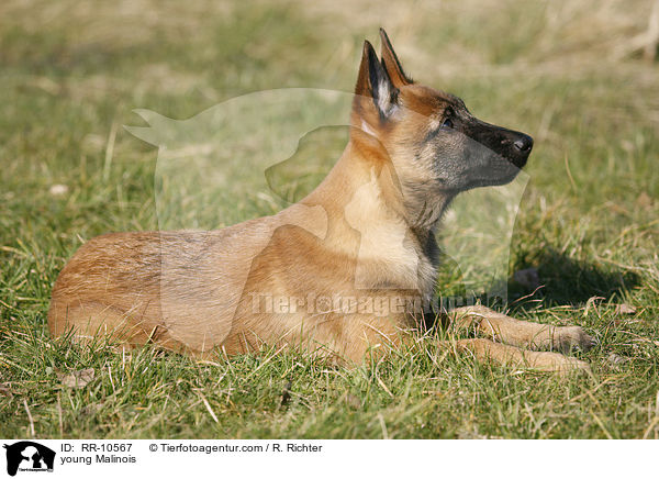 junger Malinois / young Malinois / RR-10567