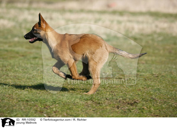 junger Malinois / young Malinois / RR-10592