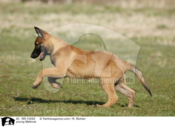 junger Malinois / young Malinois / RR-10595