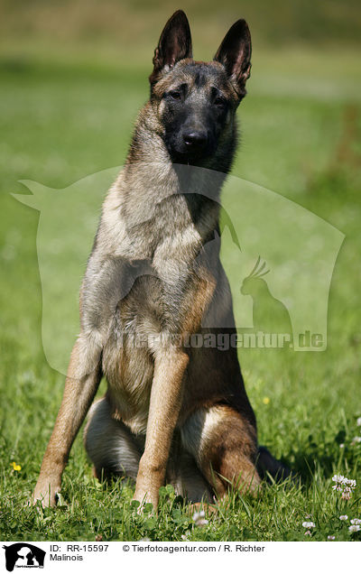 Malinois / Malinois / RR-15597