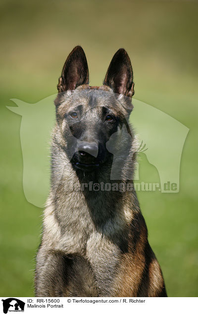 Malinois Portrait / Malinois Portrait / RR-15600