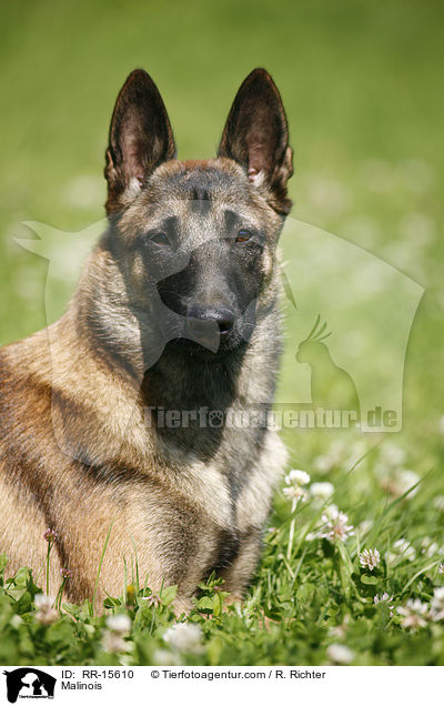 Malinois / Malinois / RR-15610