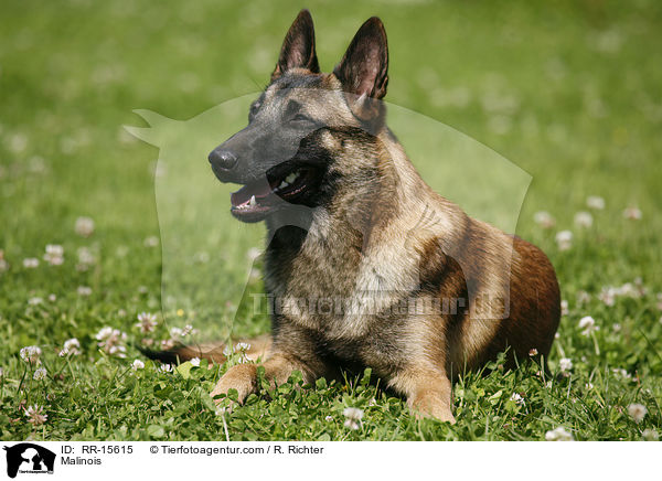 Malinois / Malinois / RR-15615