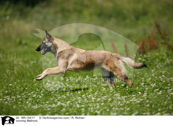 rennender Malinois / running Malinois / RR-15617