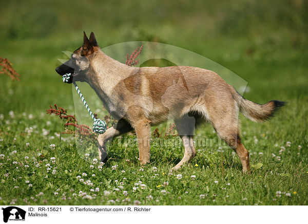 Malinois / Malinois / RR-15621