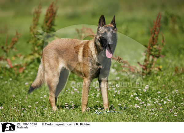 Malinois / Malinois / RR-15626