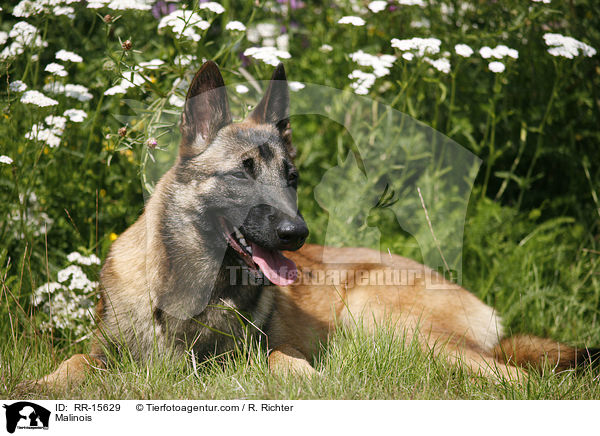 Malinois / Malinois / RR-15629