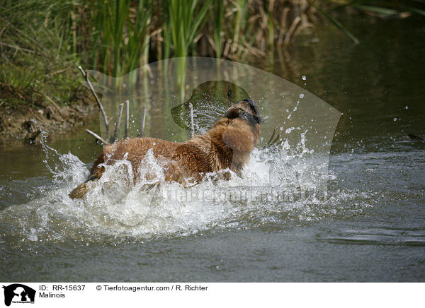 Malinois springt ins Wasser / Malinois / RR-15637