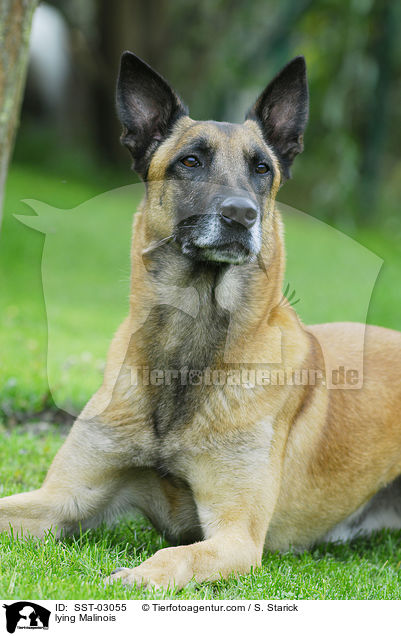 liegender Malinois / lying Malinois / SST-03055