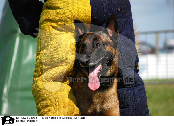 Malinois beim Mondioring / Belgian Malinois / MEH-01005