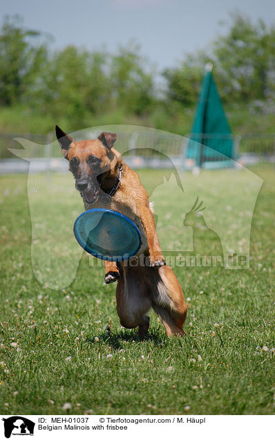 Malinois mit Frisbee / Belgian Malinois with frisbee / MEH-01037