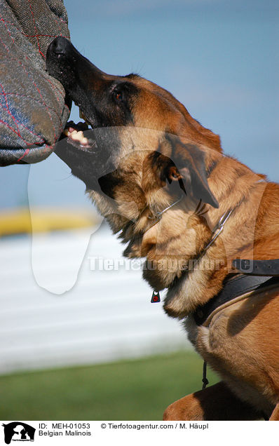 Malinois beim Schutzhundesport / Belgian Malinois / MEH-01053