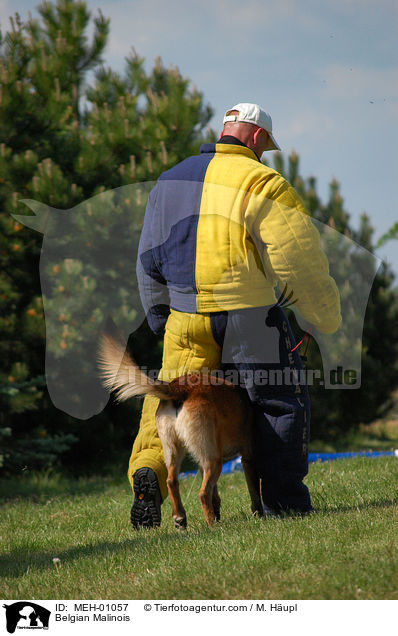 Malinois beim Schutzhundesport / Belgian Malinois / MEH-01057