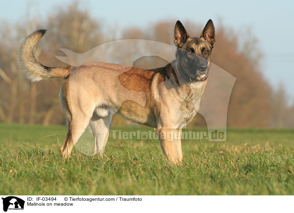 Malinois auf Wiese / Malinois on meadow / IF-03494