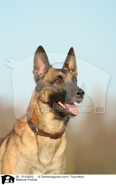 Malinois Portrait / Malinois Portrait / IF-03502