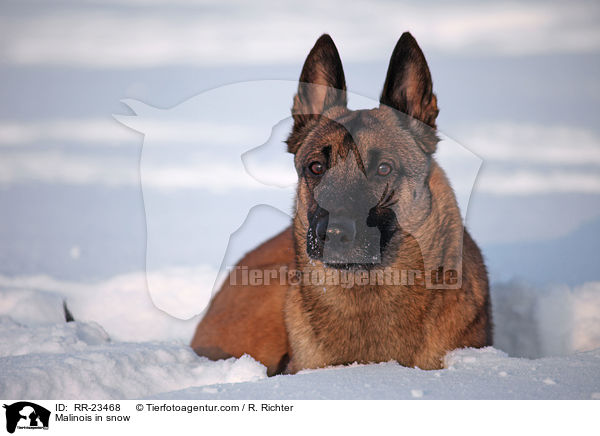 Malinois in snow / RR-23468