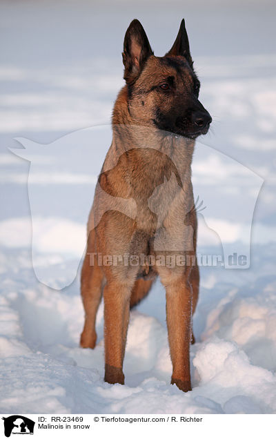 Malinois im Schnee / Malinois in snow / RR-23469