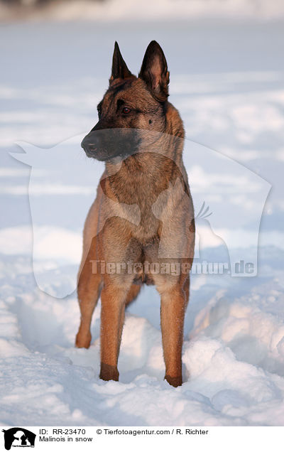 Malinois im Schnee / Malinois in snow / RR-23470