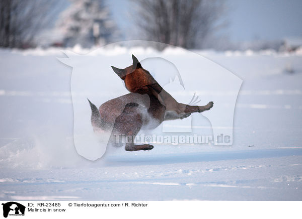 Malinois im Schnee / Malinois in snow / RR-23485