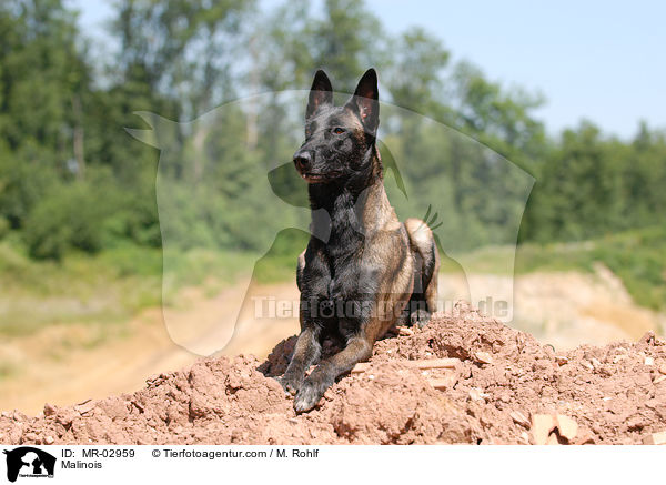 Malinois / Malinois / MR-02959