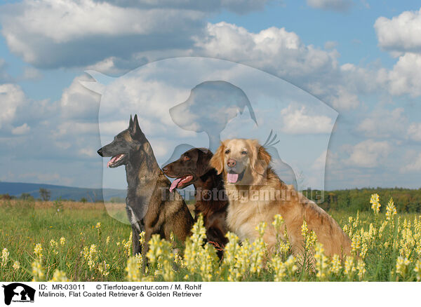 Malinois, Flat Coated Retriever & Golden Retriever / Malinois, Flat Coated Retriever & Golden Retriever / MR-03011