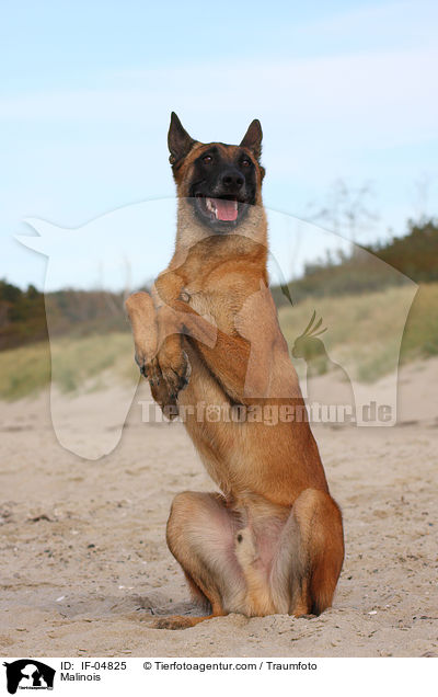 Malinois / Malinois / IF-04825