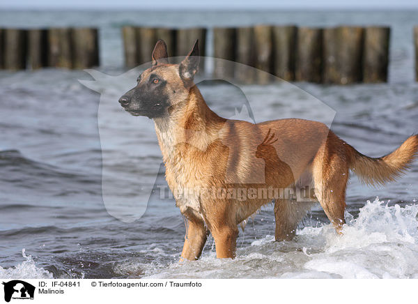 Malinois / Malinois / IF-04841