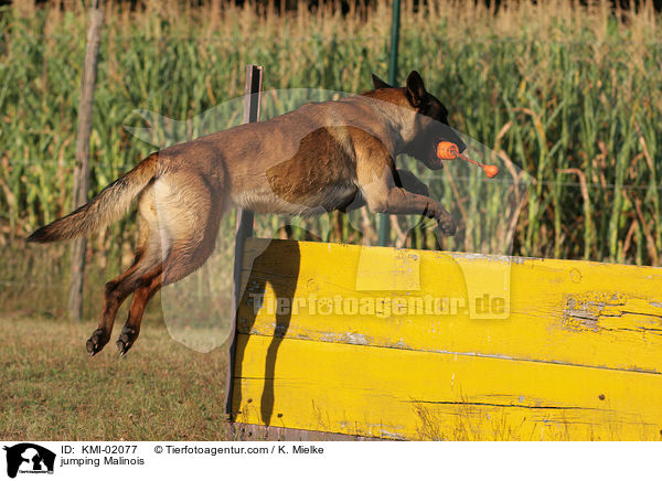 springender Malinois / jumping Malinois / KMI-02077