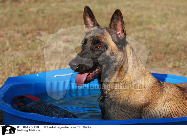 badender Malinois / bathing Malinois / KMI-02116