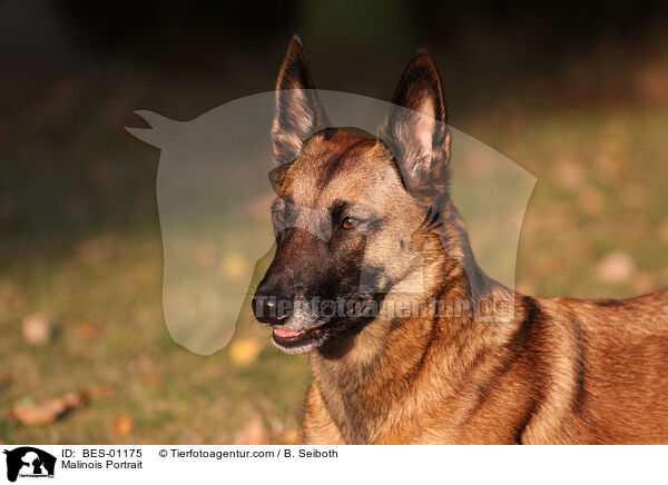 Malinois Portrait / Malinois Portrait / BES-01175