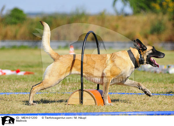 Malinois beim Ringsport / Malinois / MEH-01200