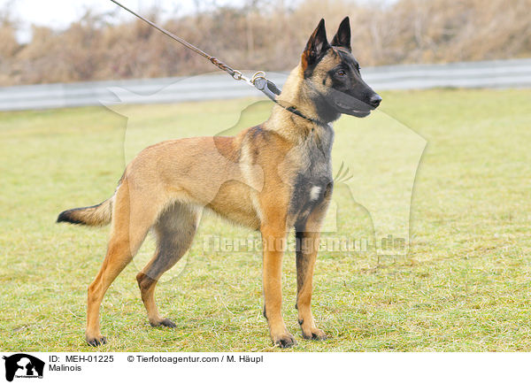 Malinois / Malinois / MEH-01225