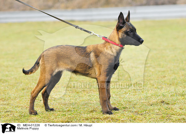 Malinois Welpe / Malinois Puppy / MEH-01226