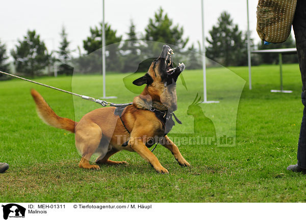 Malinois beim Schutzhundsport / Malinois / MEH-01311