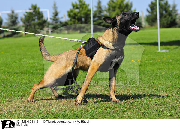Malinois beim Schutzhundsport / Malinois / MEH-01313