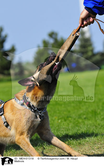 Malinois beim Schutzhundsport / Malinois / MEH-01318