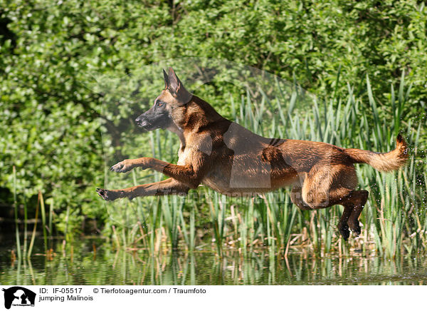 springender Malinois / jumping Malinois / IF-05517