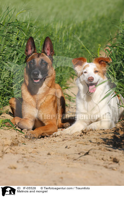 Malinois and mongrel / IF-05528