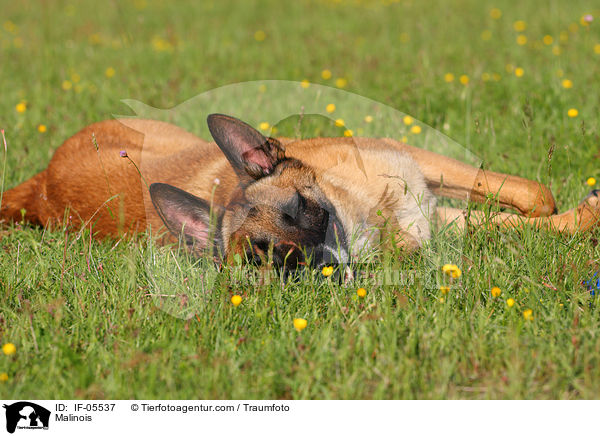 Malinois / Malinois / IF-05537