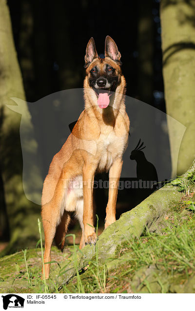 Malinois / Malinois / IF-05545