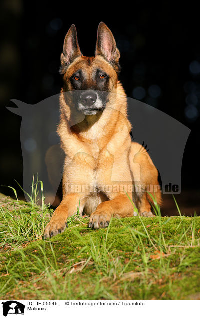 Malinois / Malinois / IF-05546