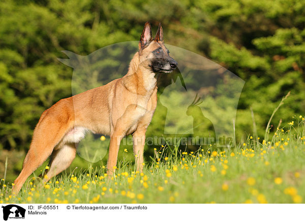 Malinois / IF-05551